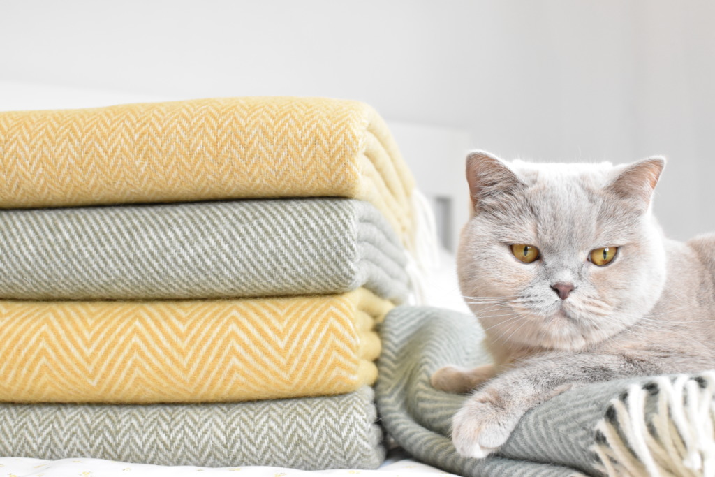 Zdjęcia koców wełnianych z kotem brytyjskim